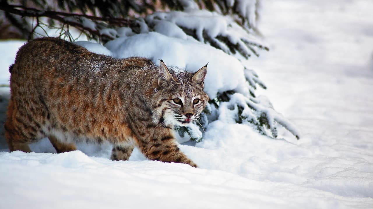 How Ecoflix Helps Lynx Conservation in Russia