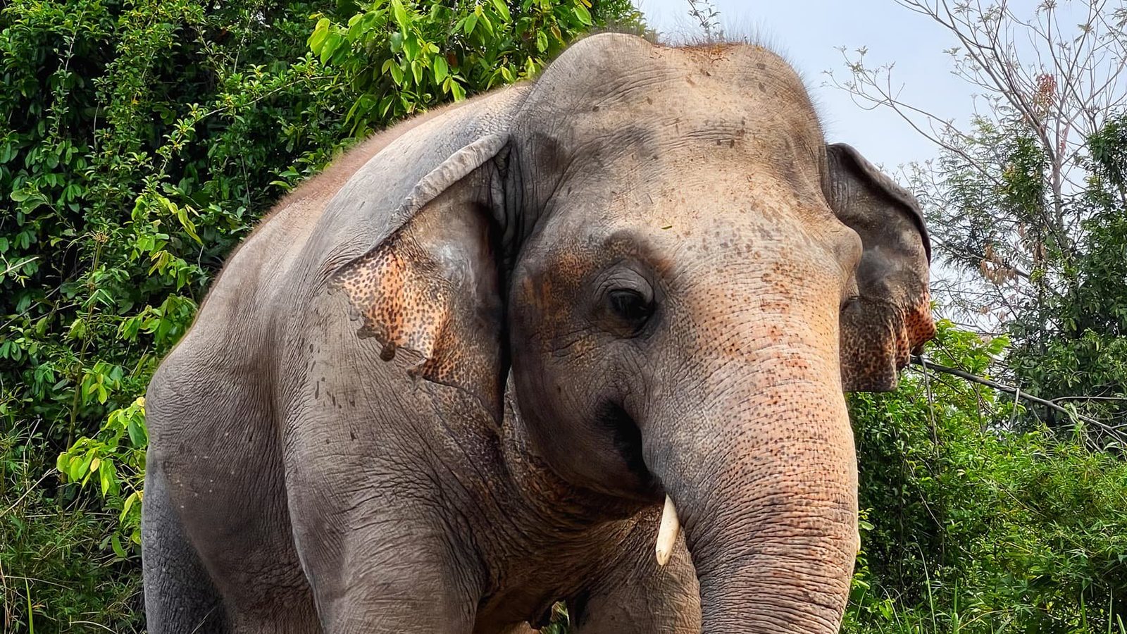 Rescuing Kaavan the Loneliest Elephant
