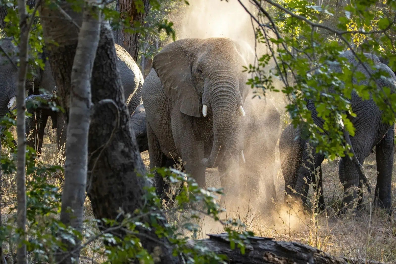 African Conservation Foundation – Saving the Cross River Gorilla