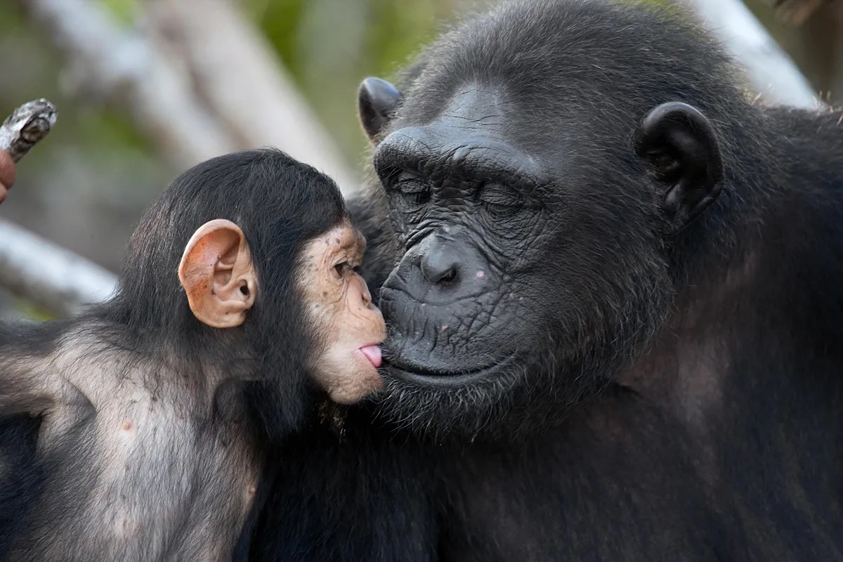 African Conservation Foundation – Saving the Cross River Gorilla