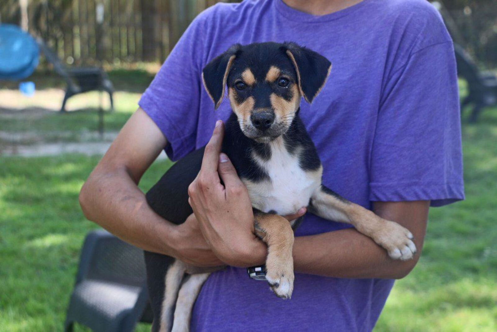 85 animals rescued from a Florida cruelty case