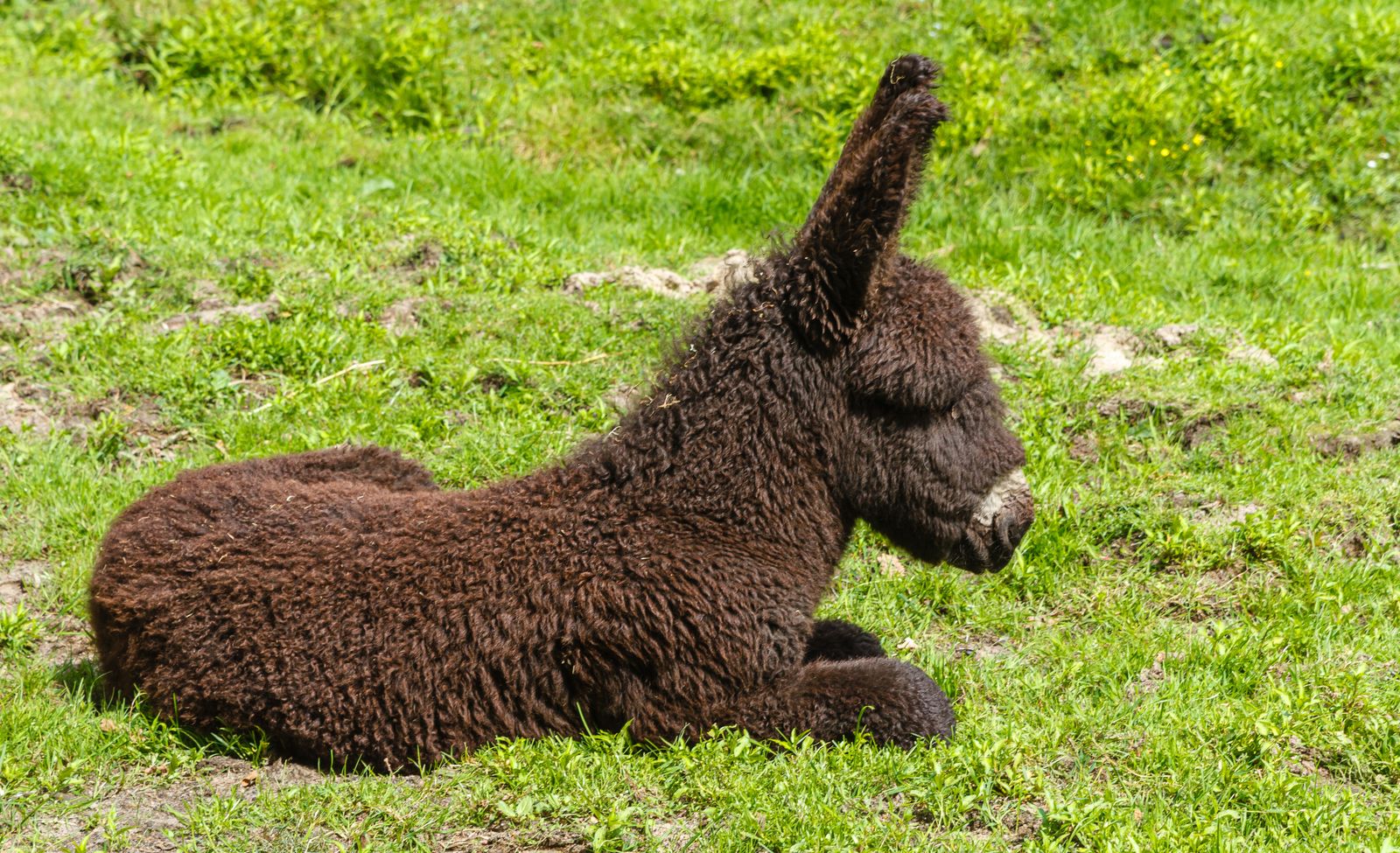 Animal Academy – photo 1