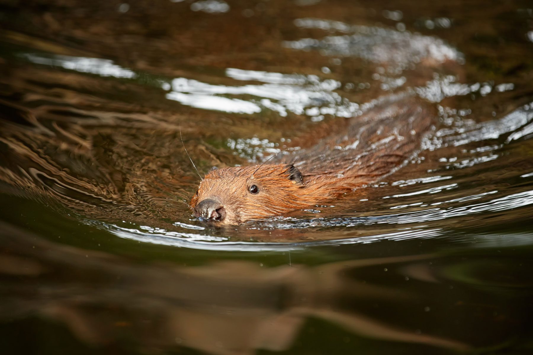 Beaver Trust – photo 1
