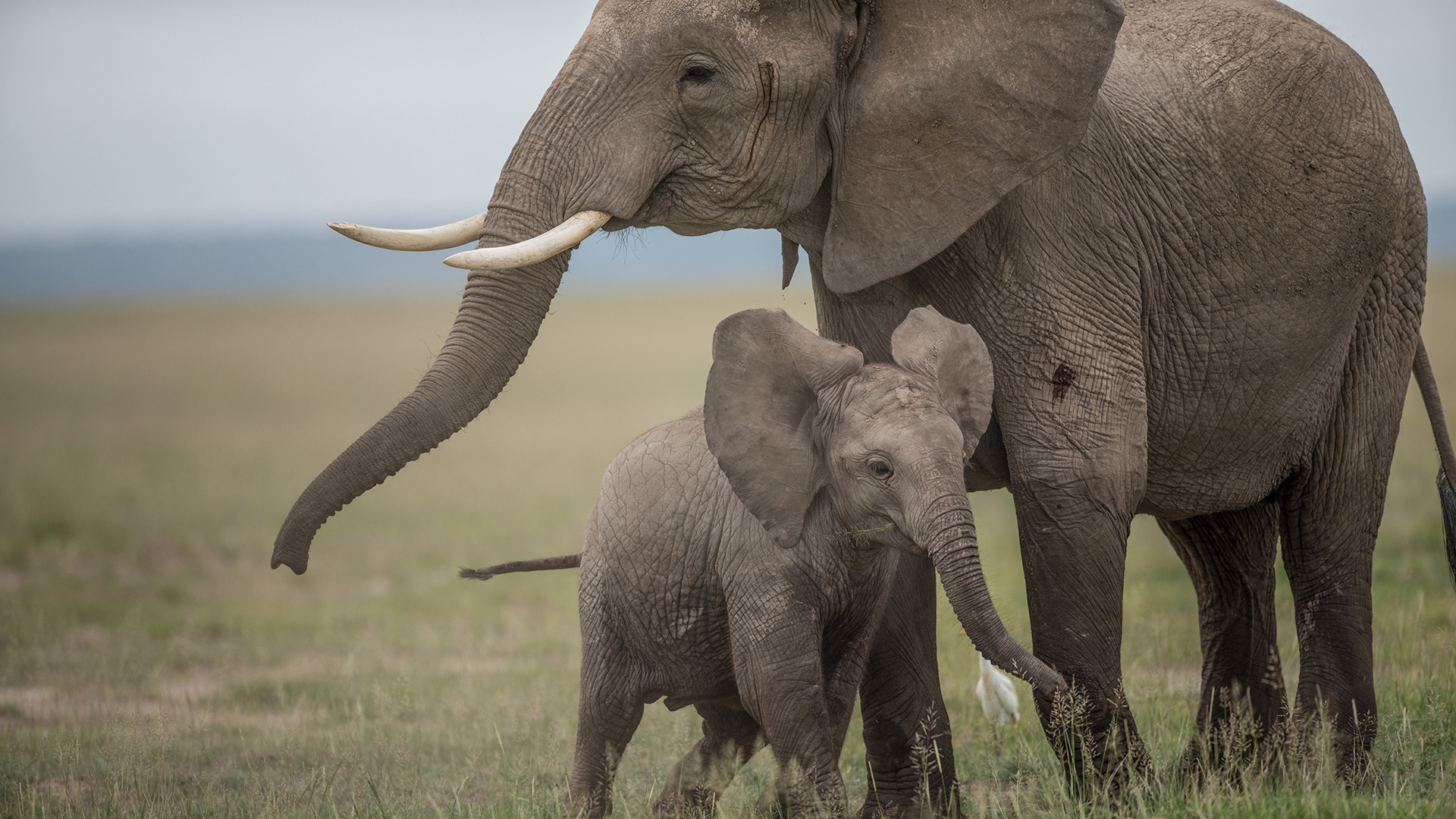 Born Free Foundation – Keeping Wild Animals Wild