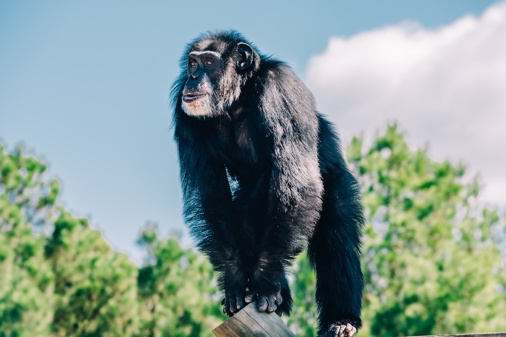 Chimp Haven – photo 1