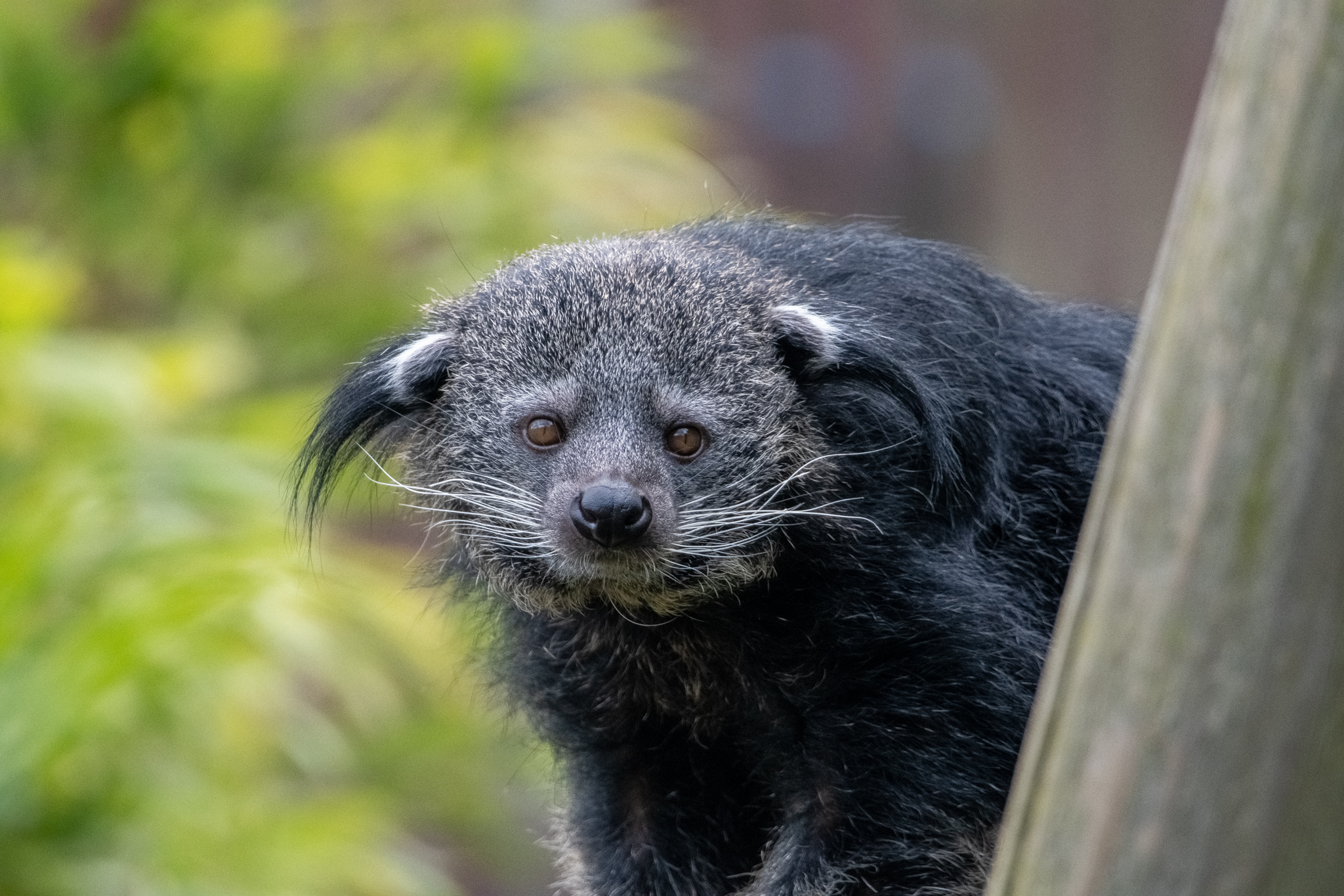 Civet Project – photo 2