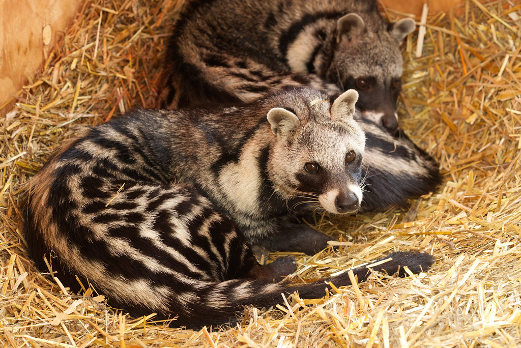 Civet Project – photo 3