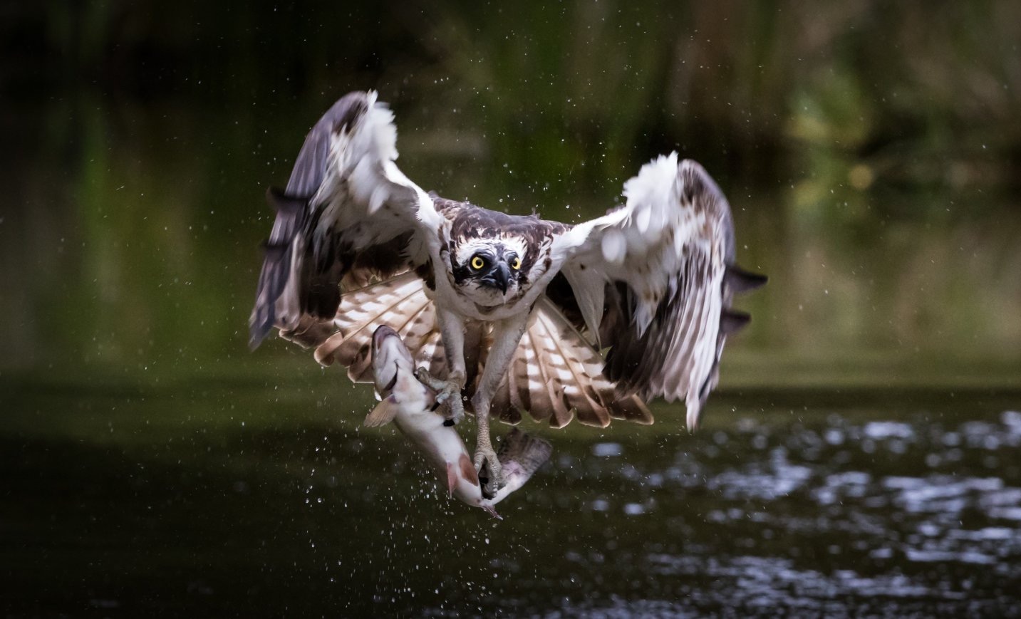 Conservation Without Borders – photo 2