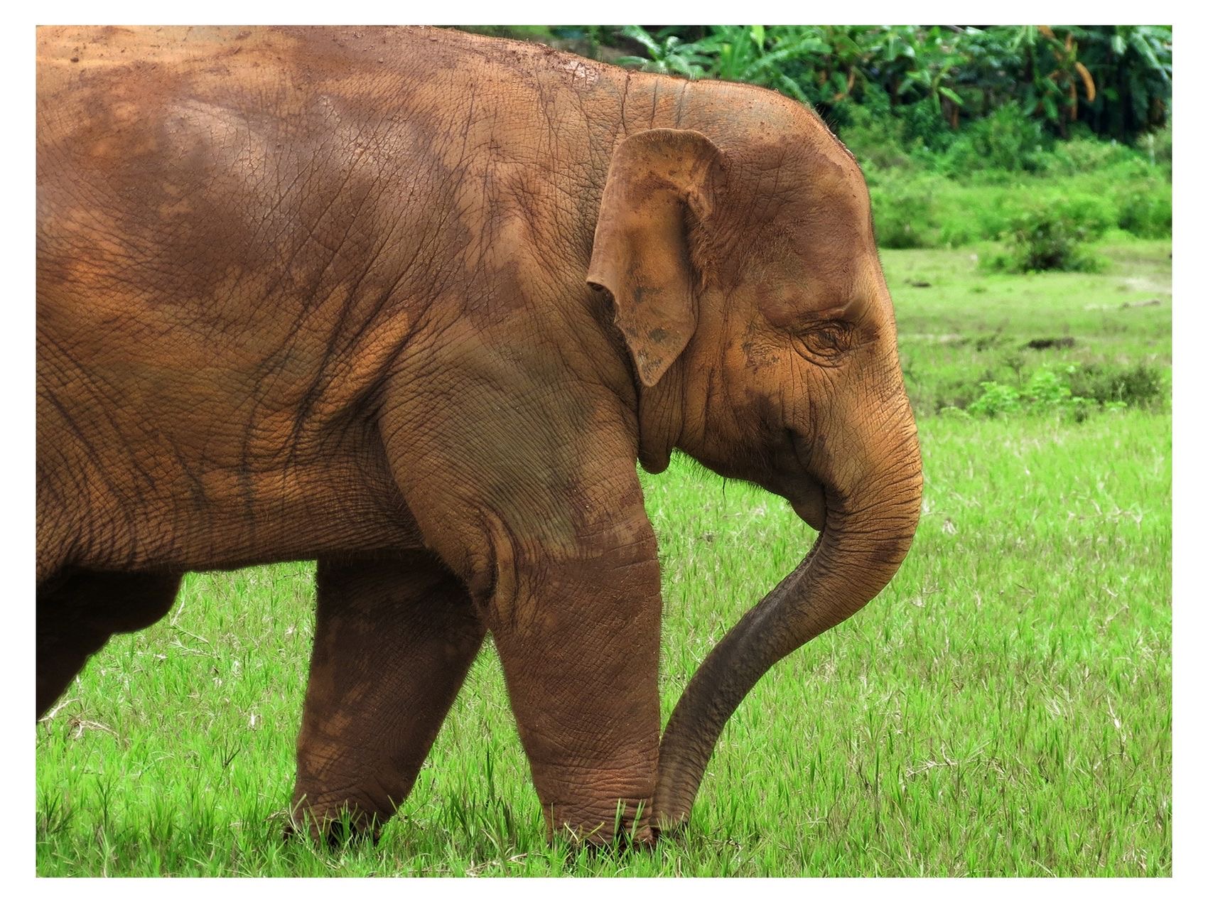 Free All Captive Elephants – photo 1
