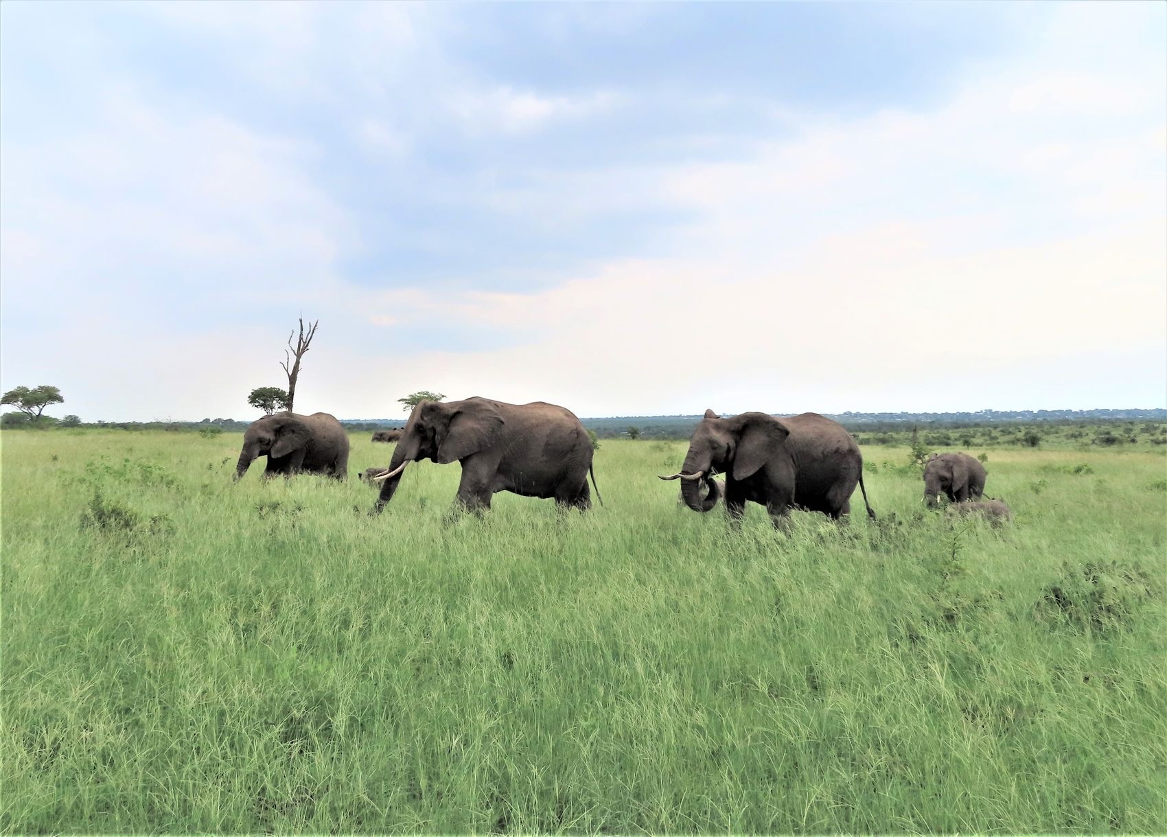 Free All Captive Elephants – photo 2