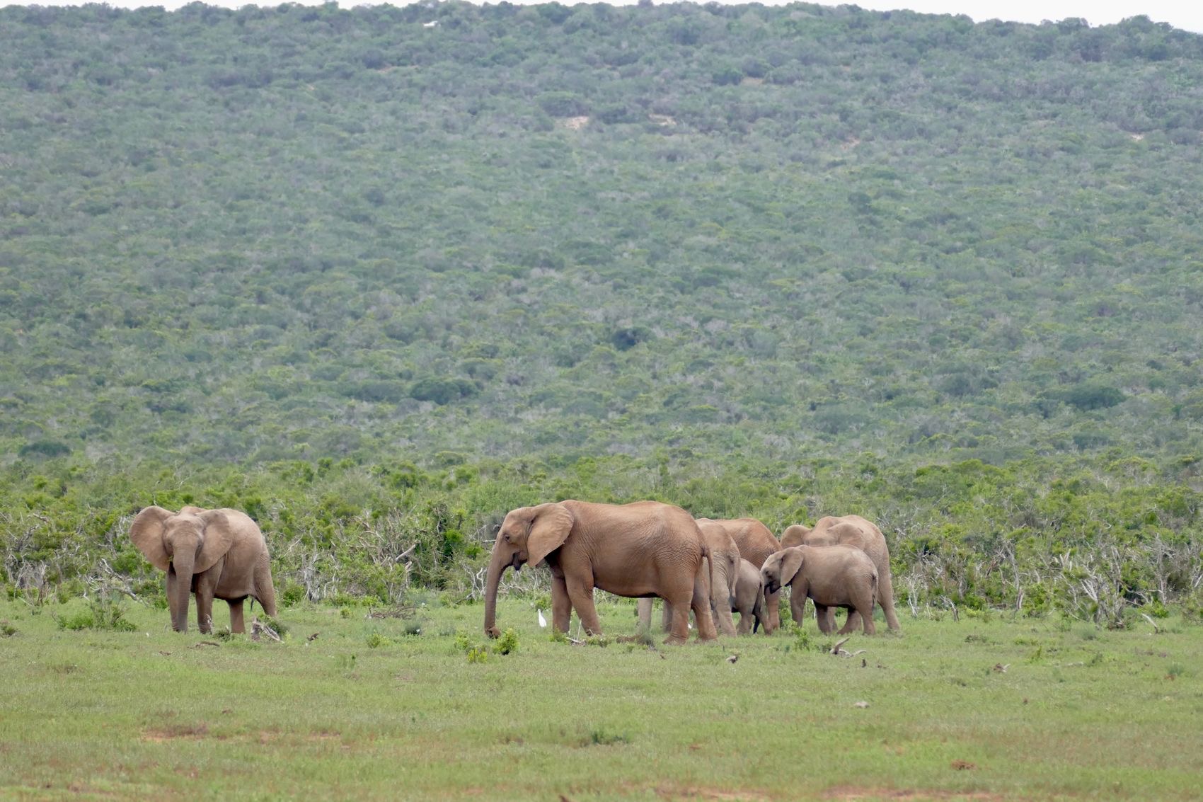 Free All Captive Elephants – photo 3