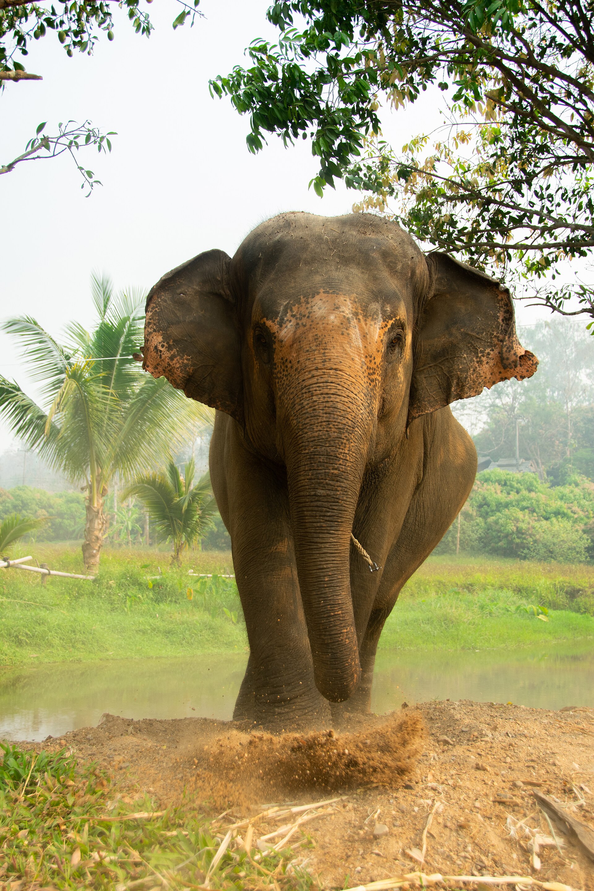 Gentle Giants Elephants – photo 1