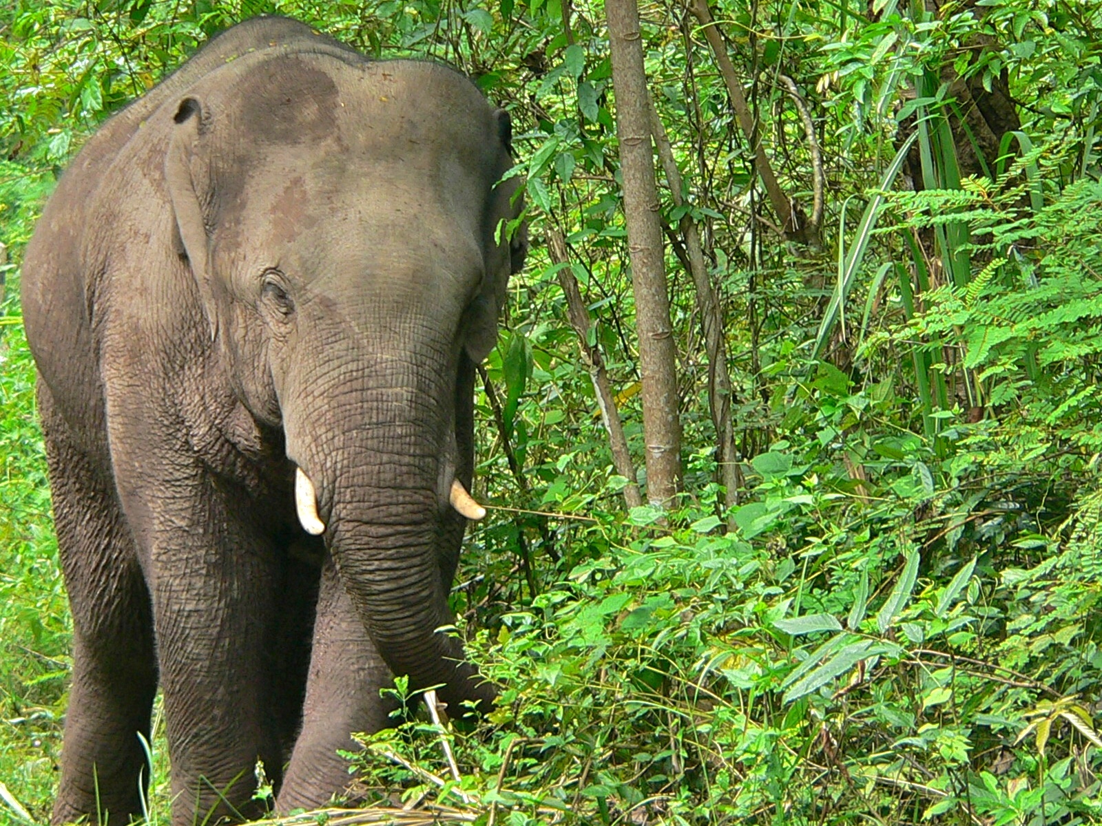 Gentle Giants Elephants – photo 2