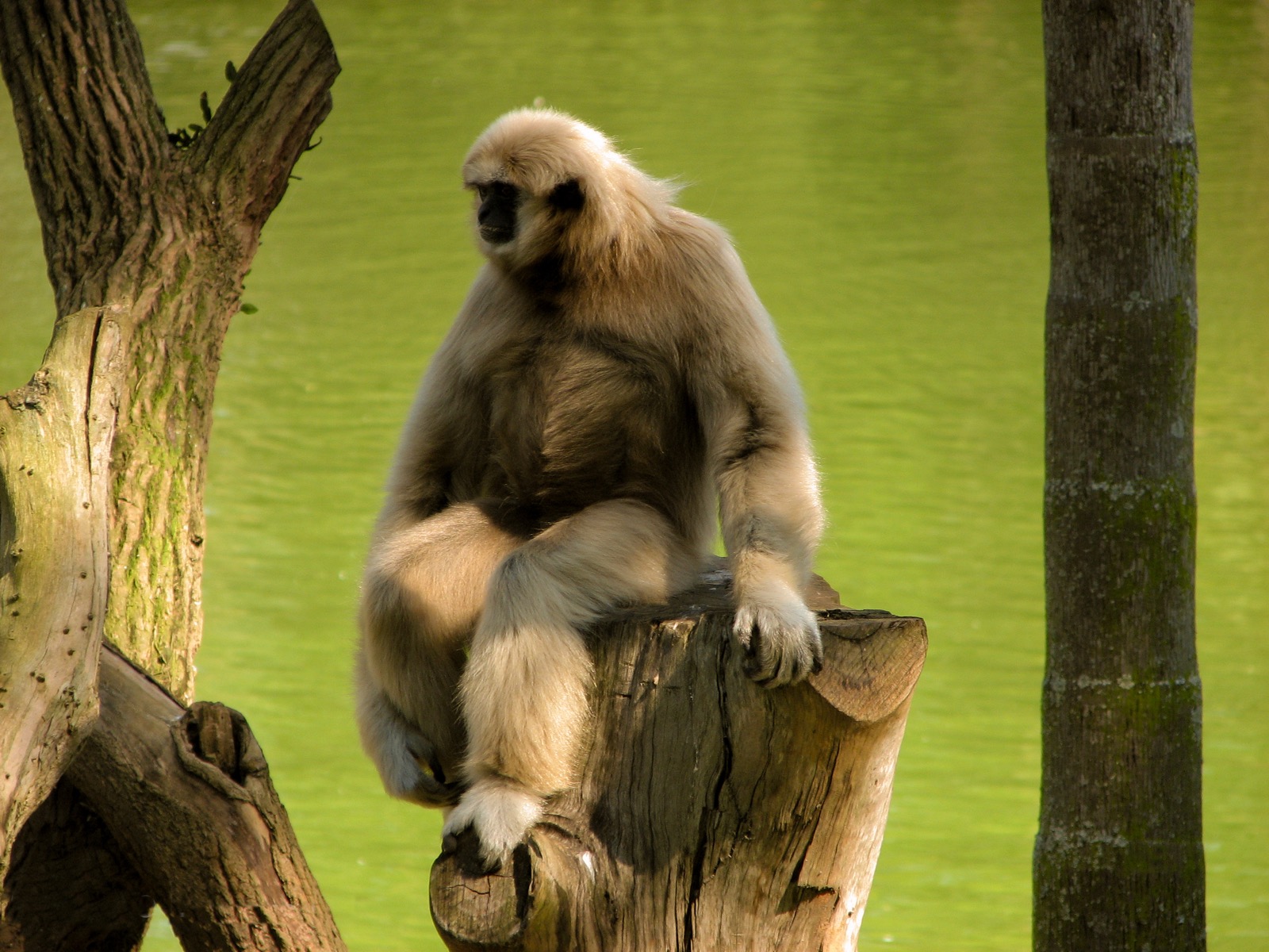Gibbon Conservation Center – Saving the Singing Apes