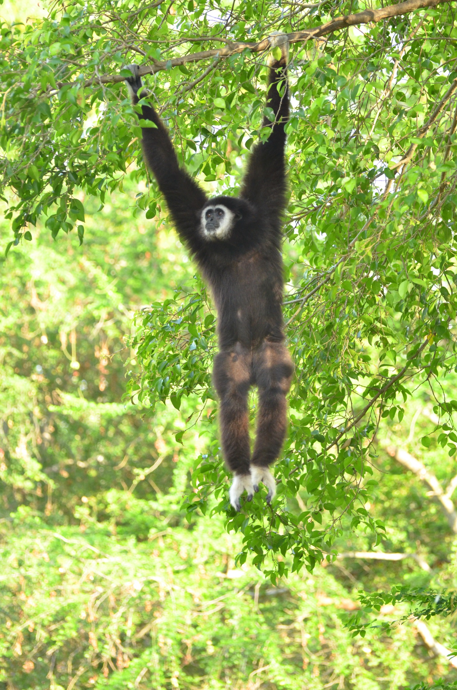 Gibbon Conservation Center – Saving the Singing Apes