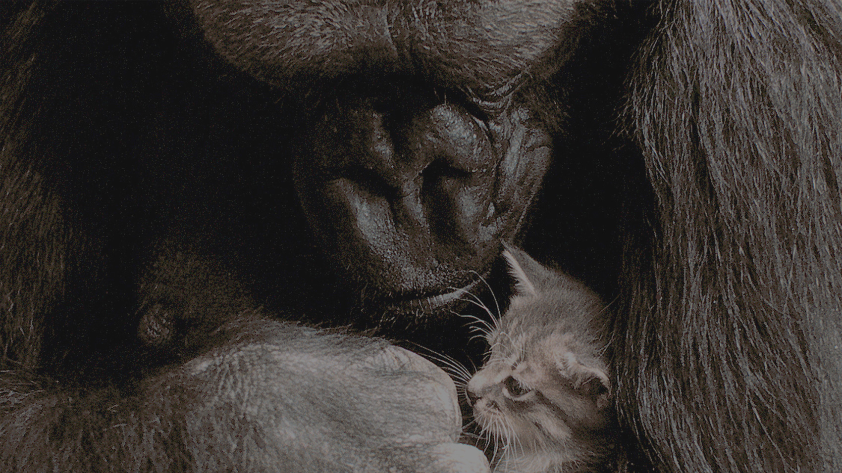 Guardians Keep Watch Over Rare Cross River Gorillas