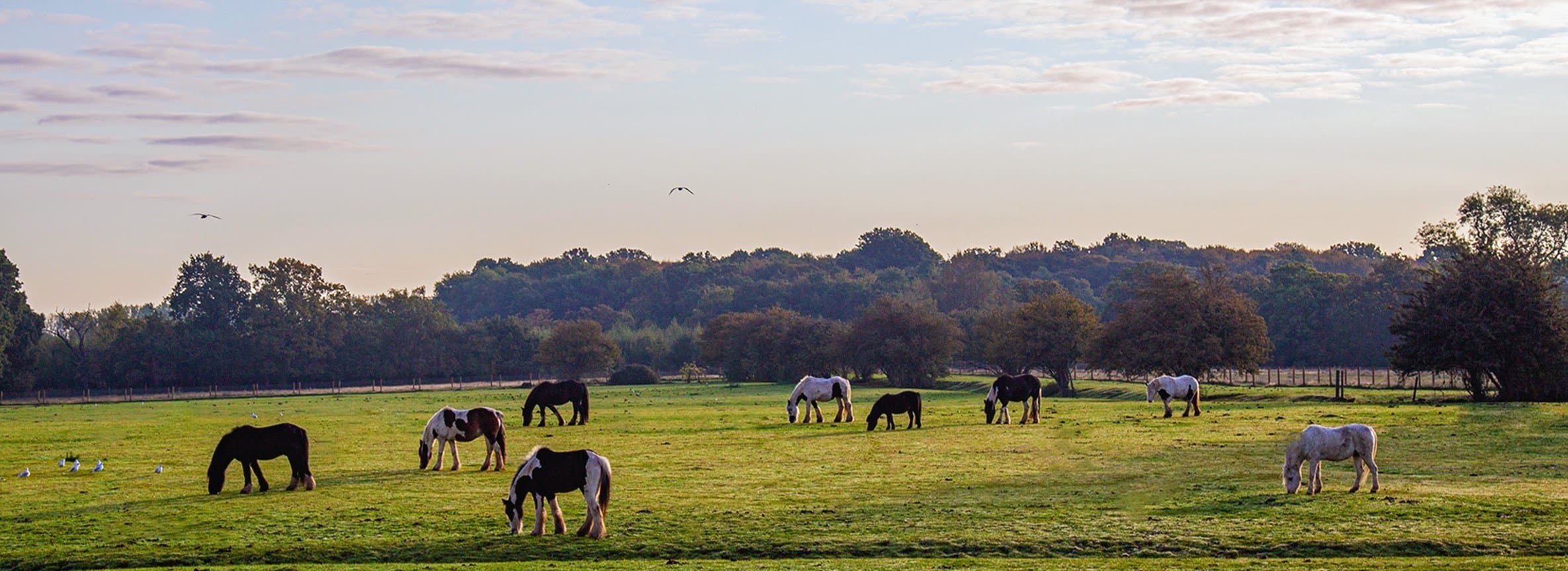 Hopefield Animal Sanctuary – photo 3