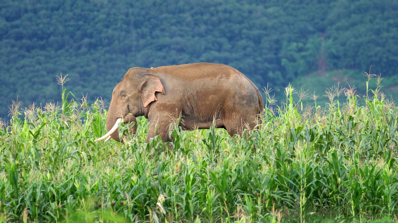 International Fund for Animal Welfare (IFAW) – Global Rescue for Animals in Crisis