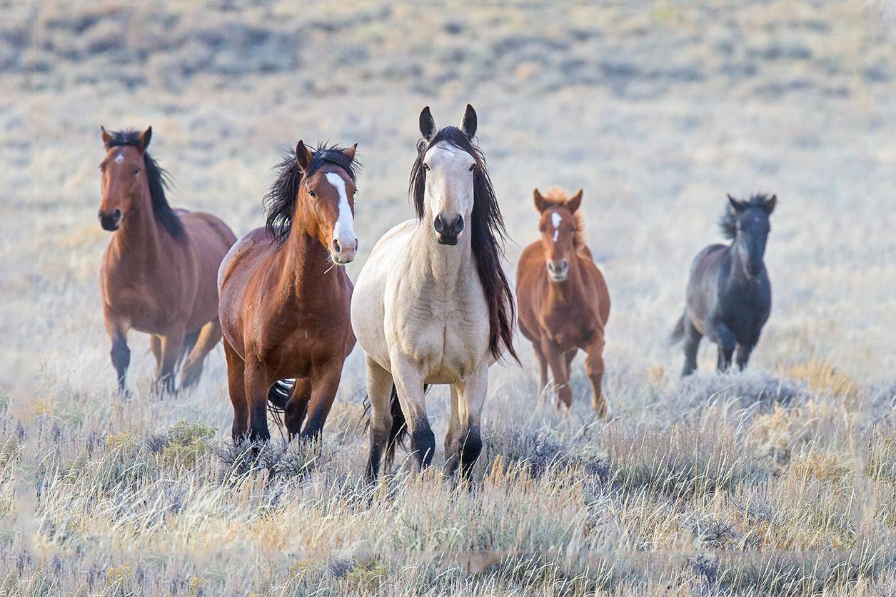 In Defense of Animals – photo 1