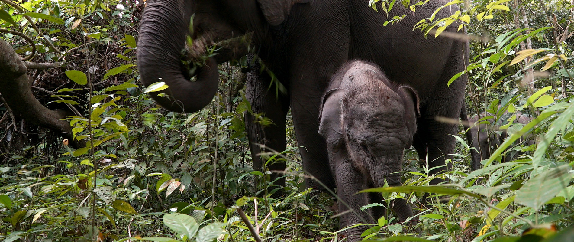 International Elephant Project – photo 2