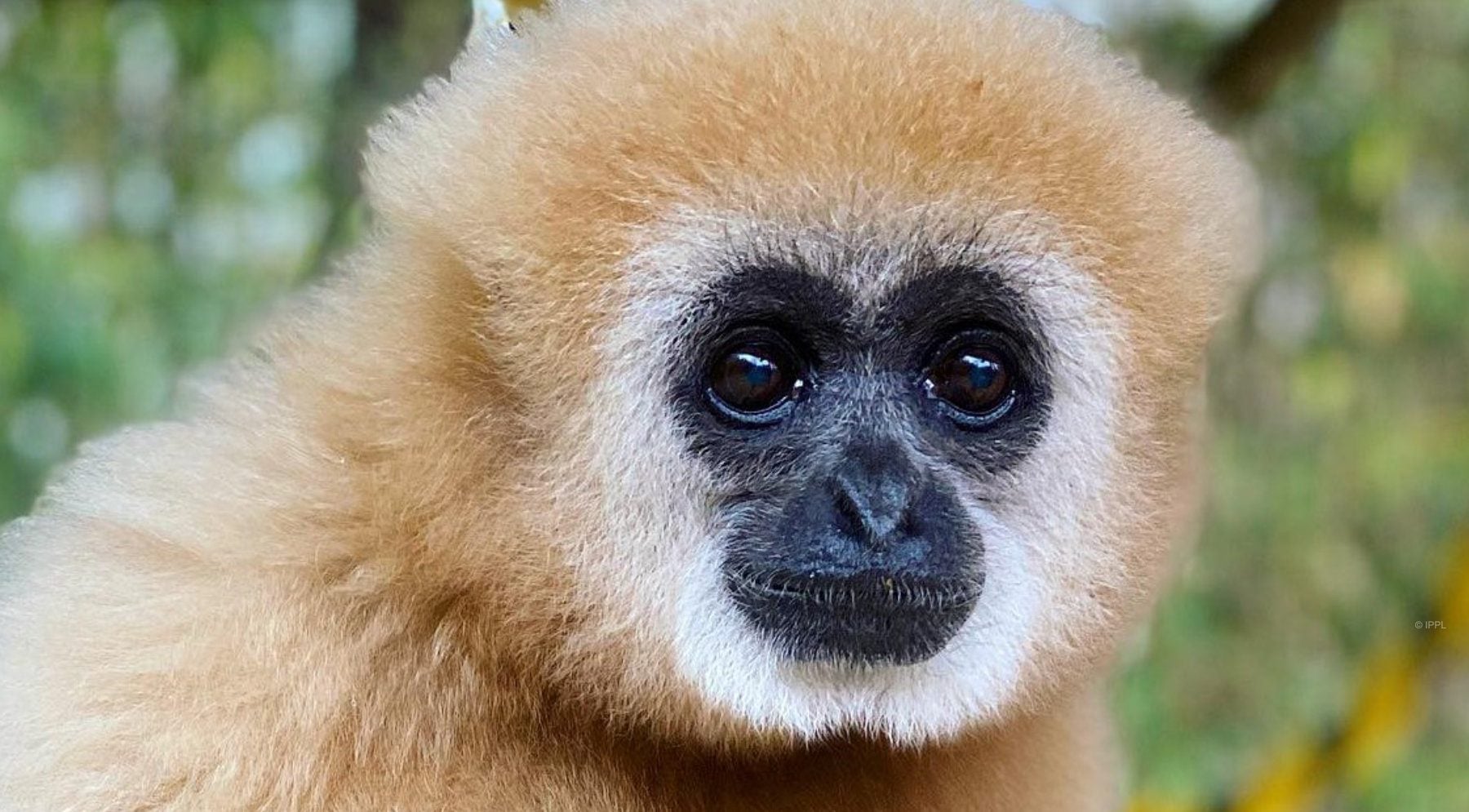 International Primate Protection League – photo 1