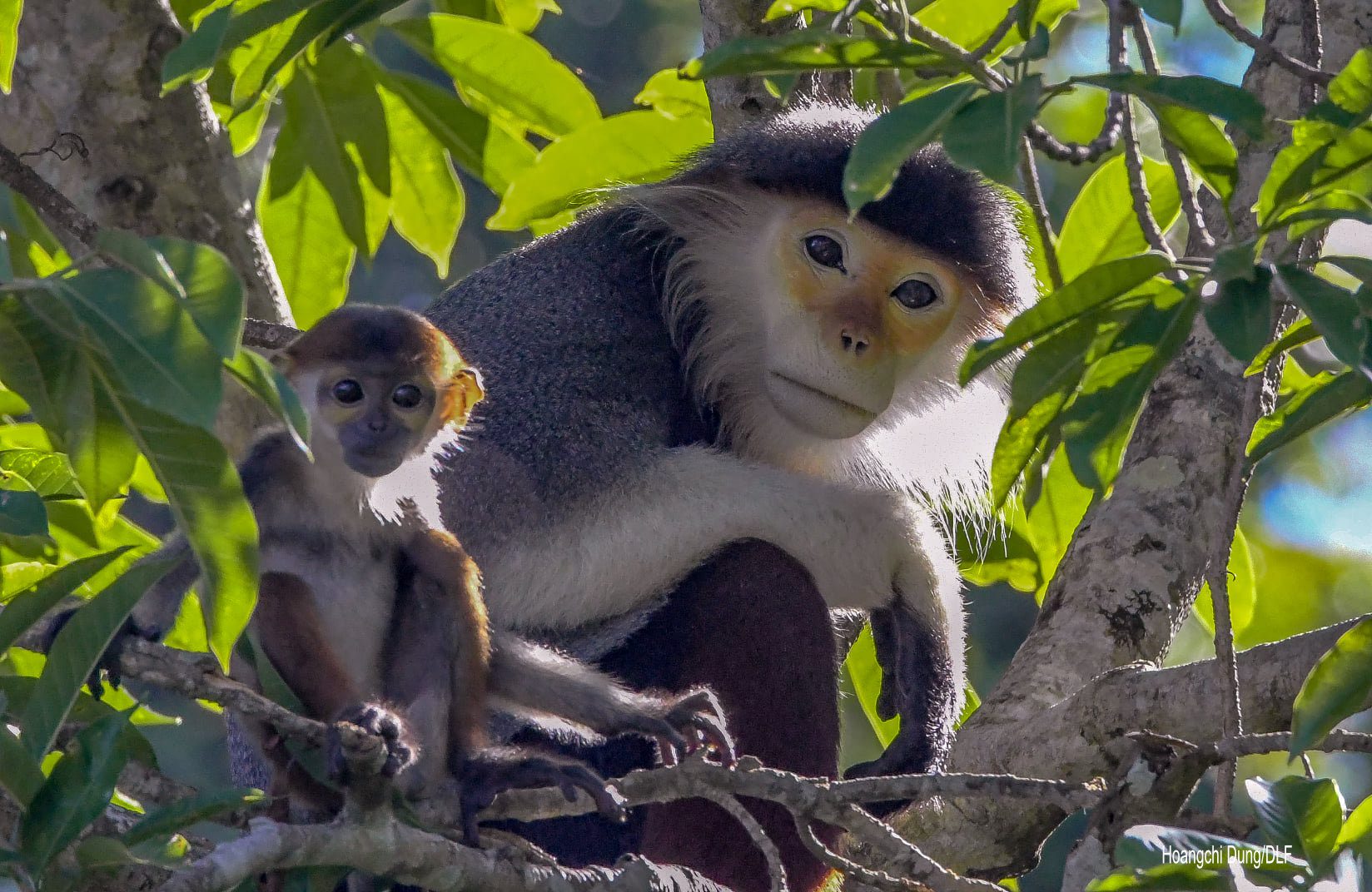 International Primate Protection League – photo 3