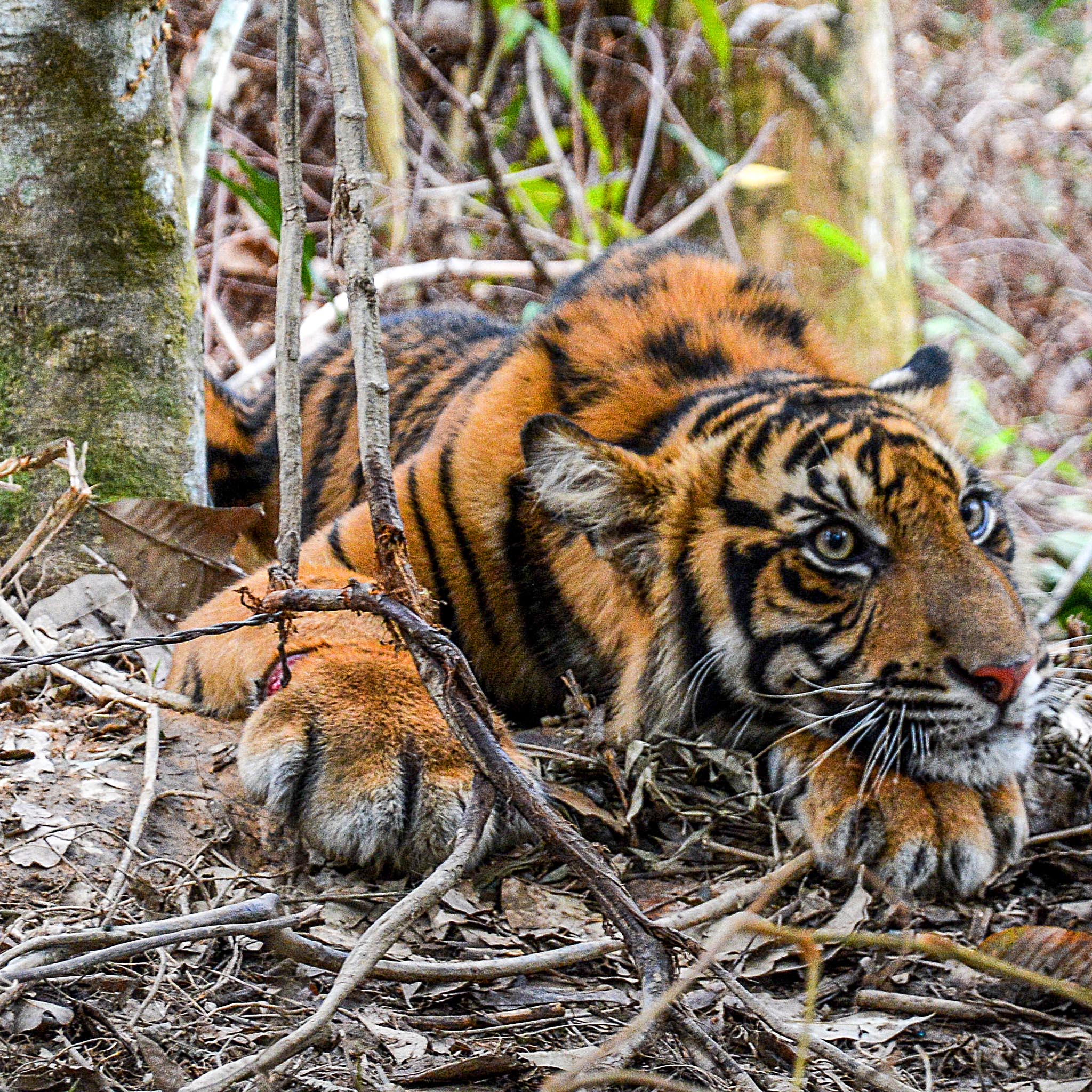 International Tiger Project – photo 1