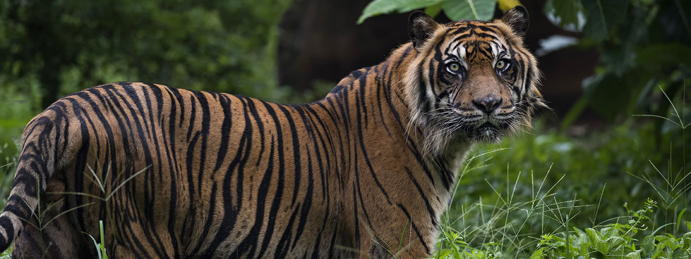 International Tiger Project – photo 2