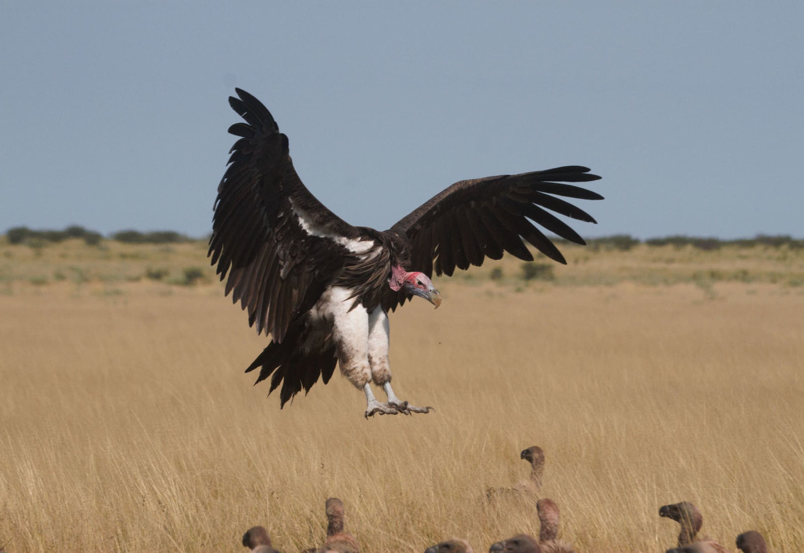 Kalahari Research And Conservation Trust – photo 2