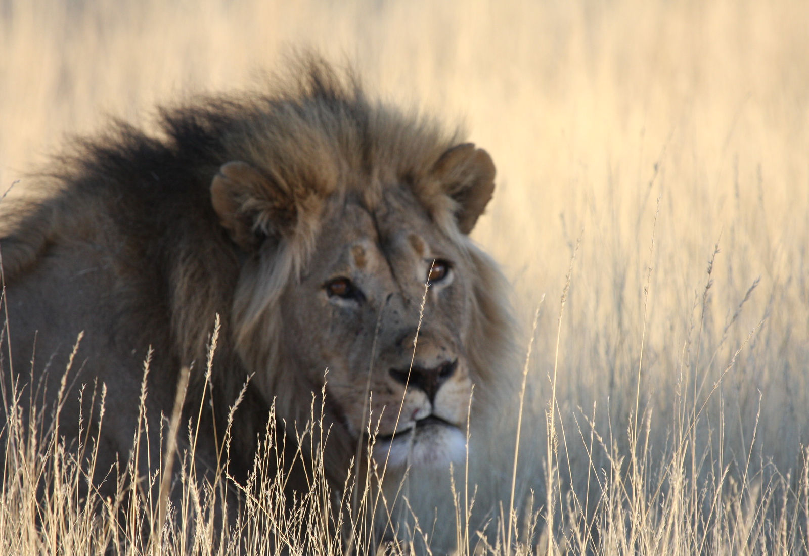 Kalahari Research And Conservation Trust – photo 3