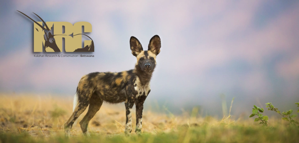 Kalahari Research And Conservation Trust logo