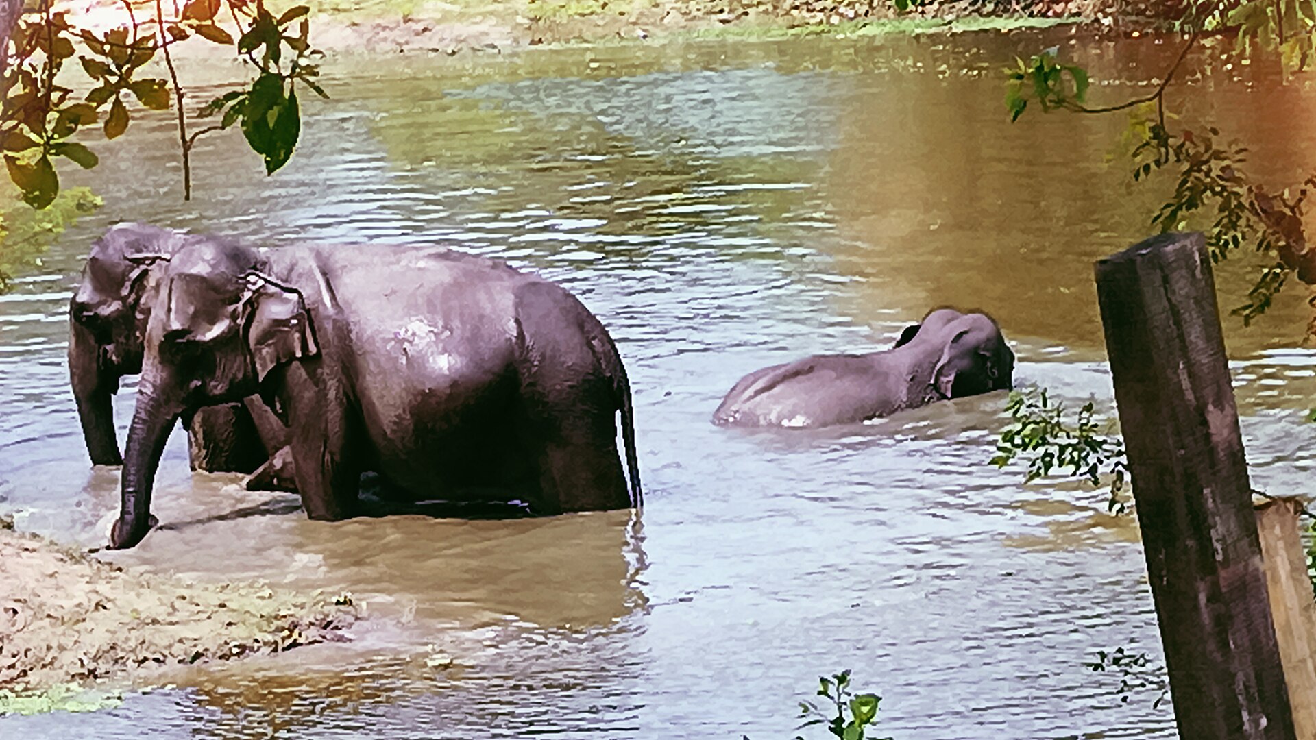LEAP for Lucy – Freeing Lucy the Elephant