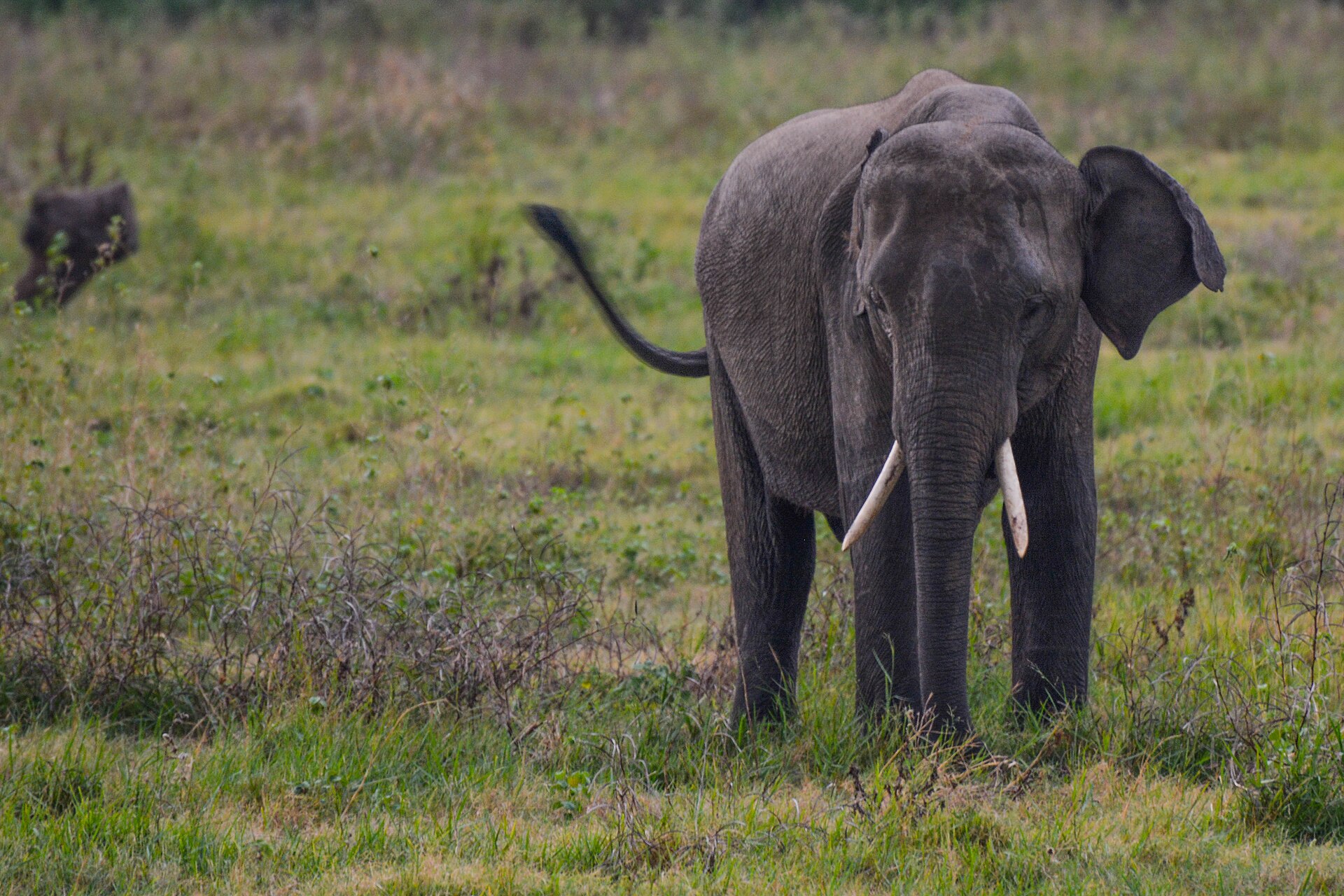 LEAP for Lucy – Freeing Lucy the Elephant