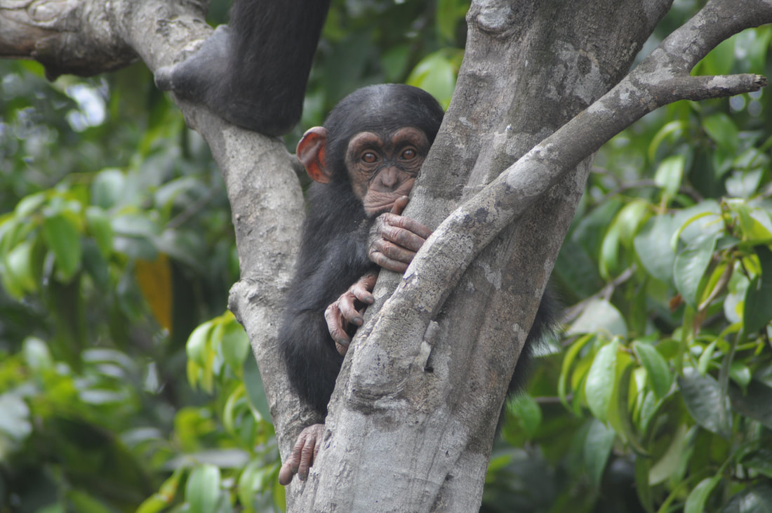 Liberia Chimpanzee Rescue & Protection (LCRP) – photo 1