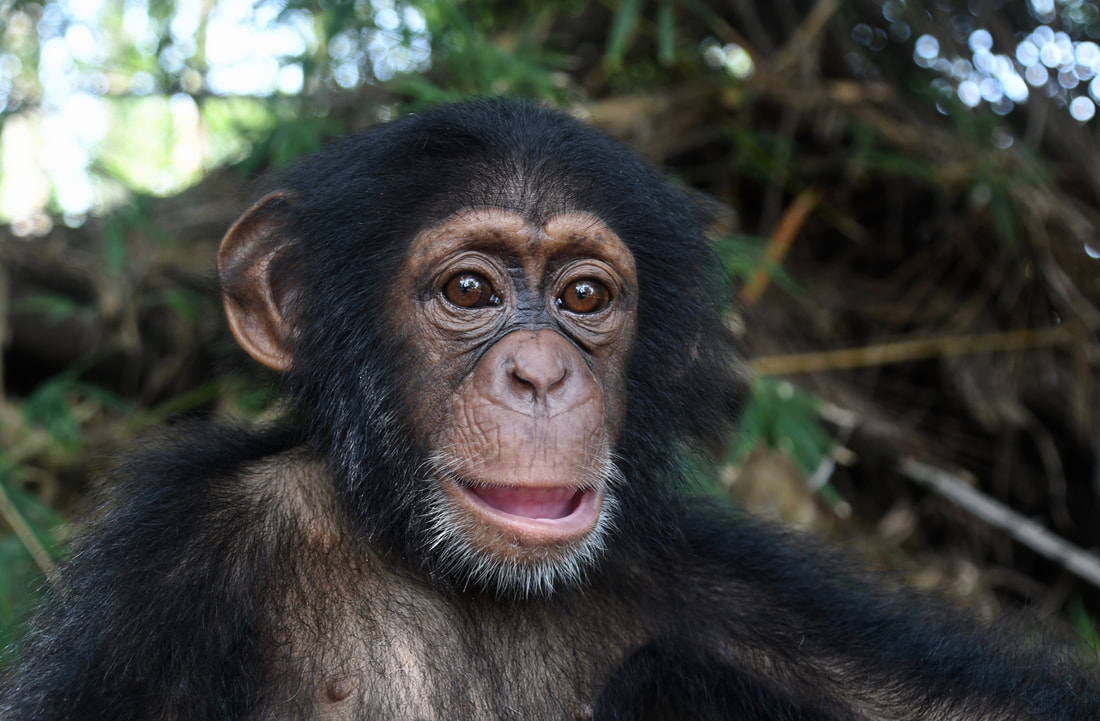 Liberia Chimpanzee Rescue & Protection (LCRP) – photo 2