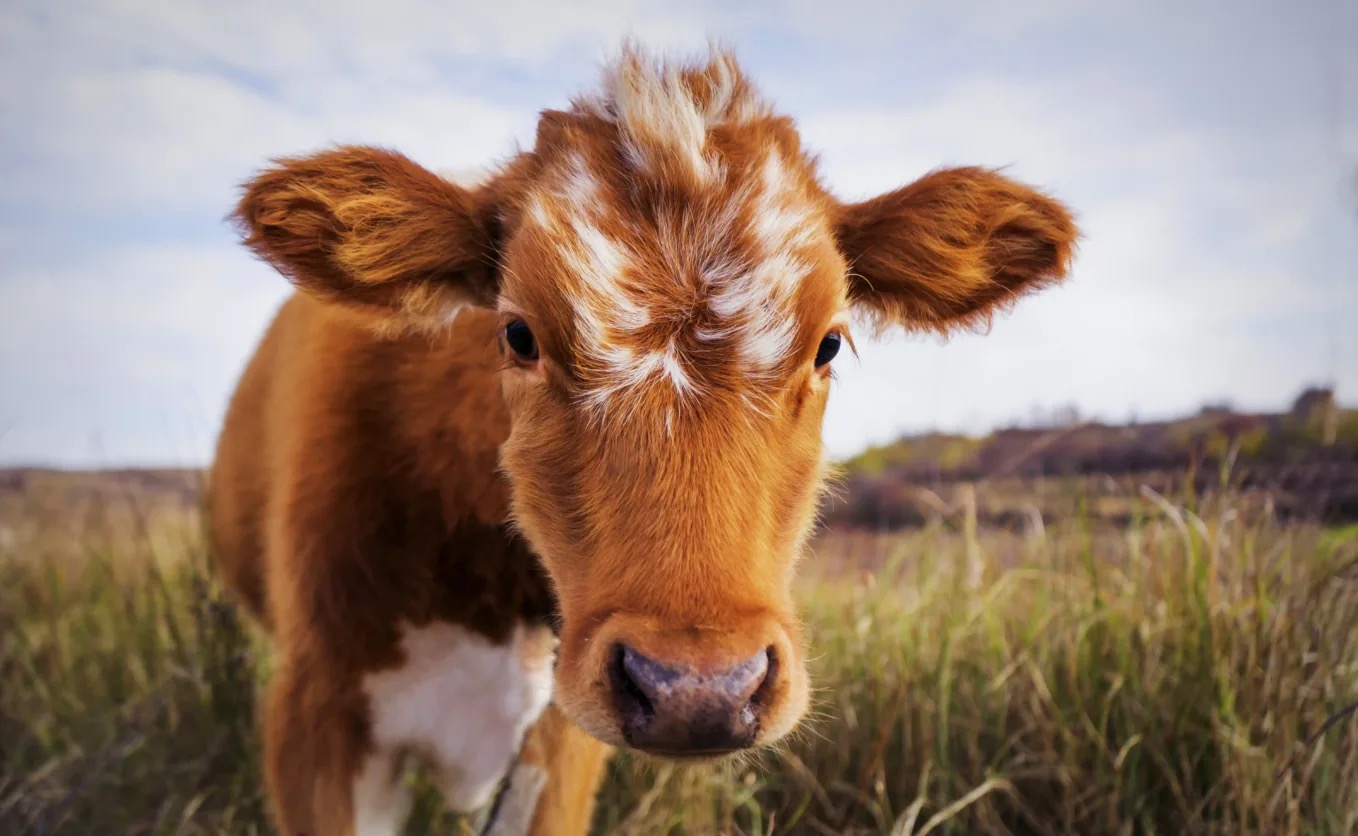 Mercy For Animals – photo 1