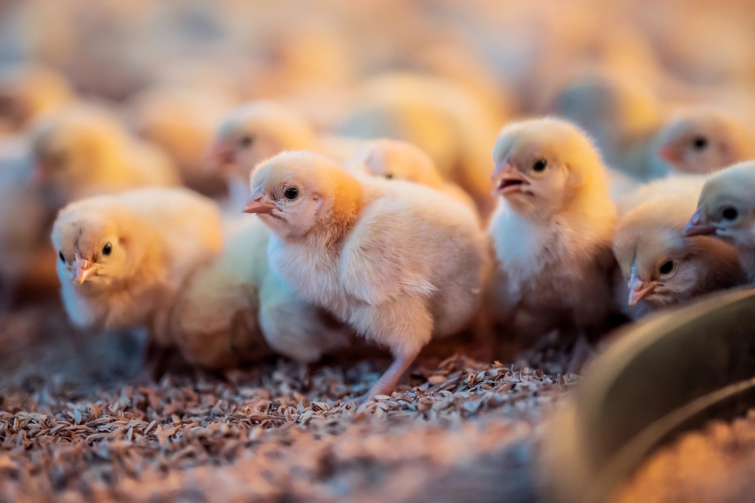 Mercy For Animals – photo 2