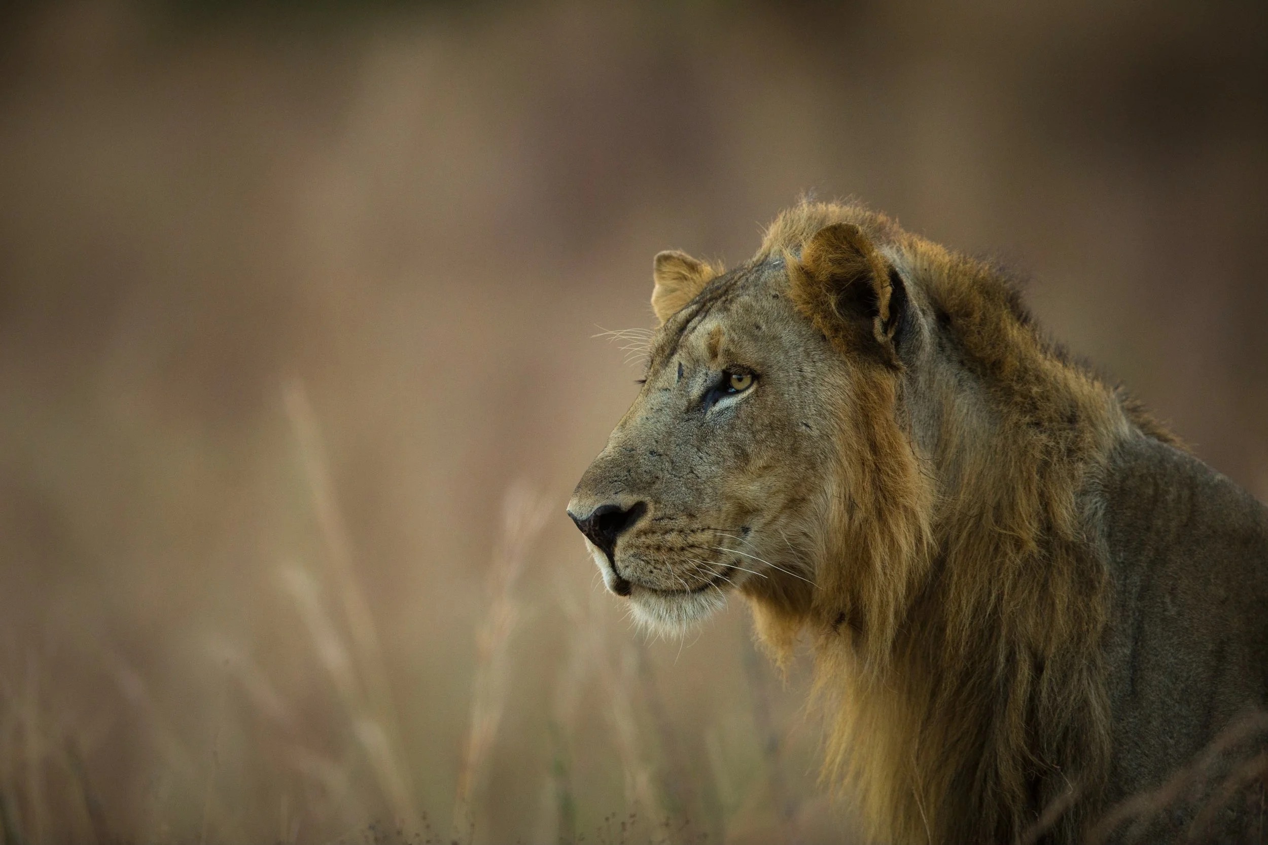 Over and Above Africa – Frontline Support for Africa's Wildlife