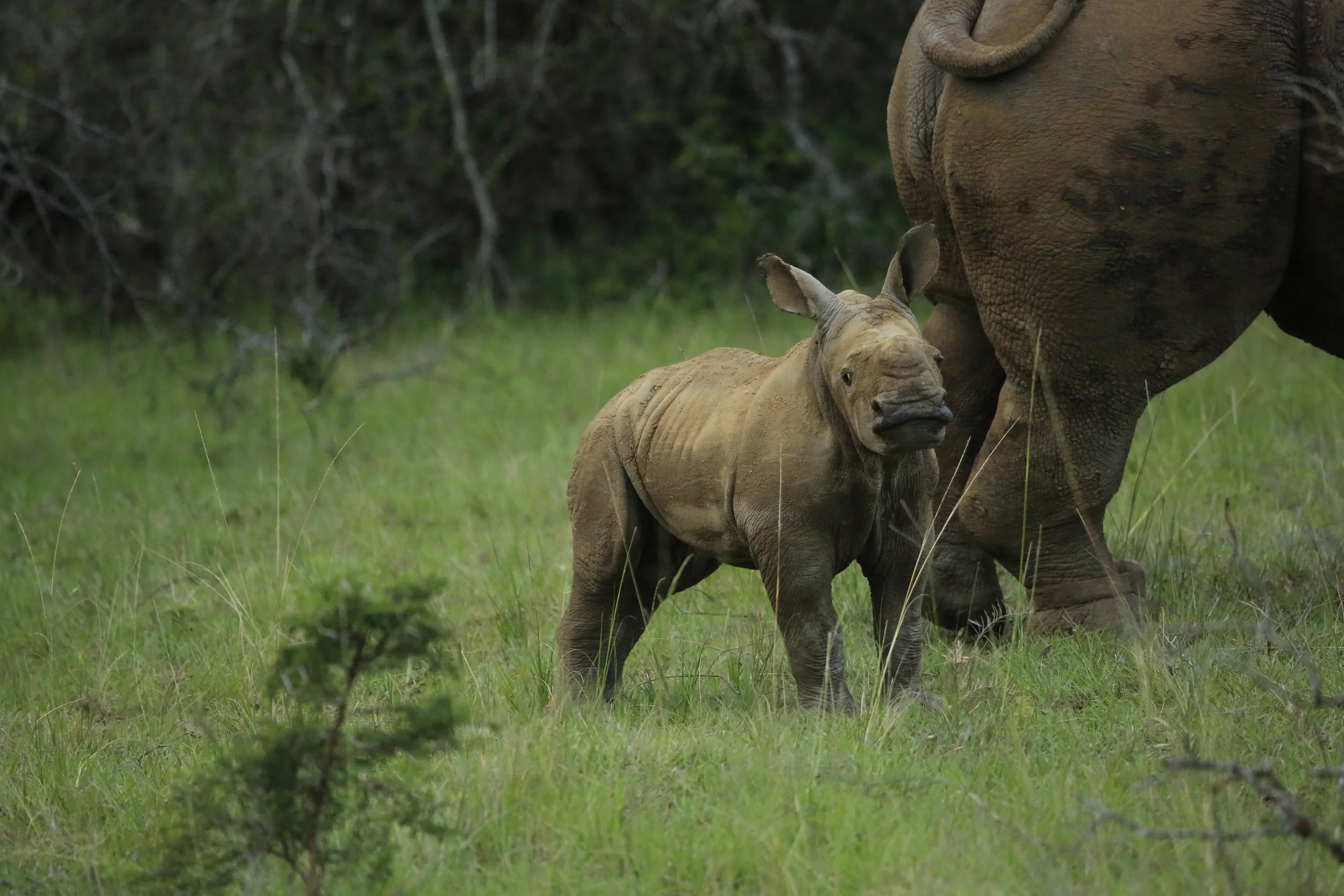 Over and Above Africa – Frontline Support for Africa's Wildlife