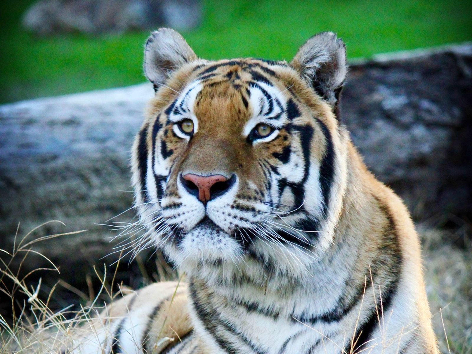 Performing Animal Welfare Society (PAWS) – photo 1