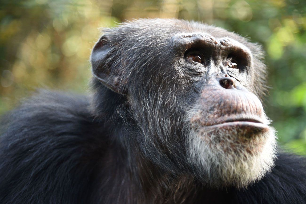 Jane Goodall, 1934–2025: Hopeful to the End