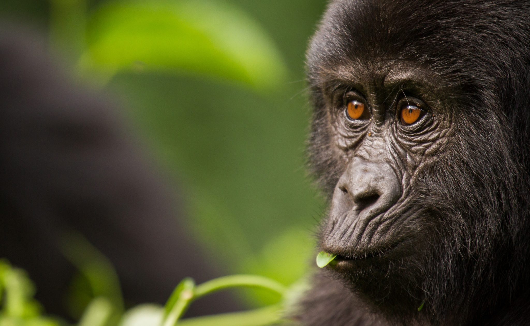 The Gorilla Organization – photo 1
