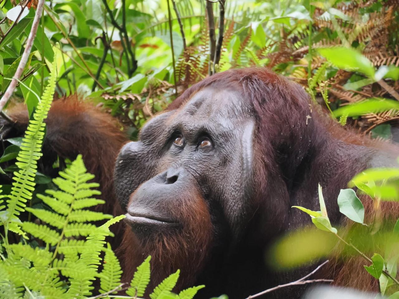 The Orang Utan Republik Foundation – photo 1