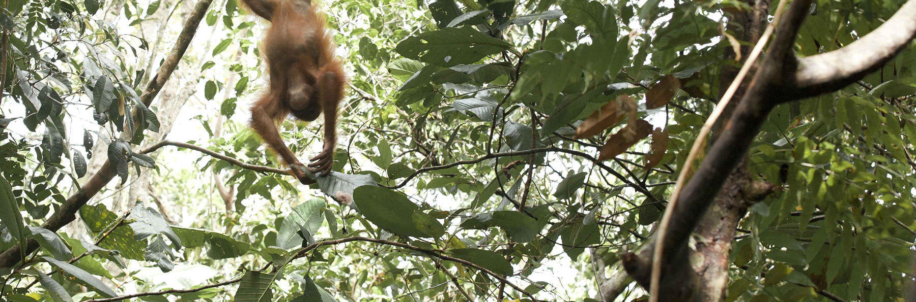 The Orangutan Project – photo 2