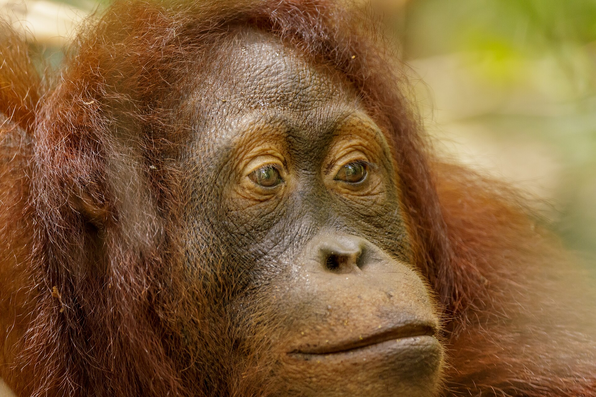 The Orangutan Project – photo 3