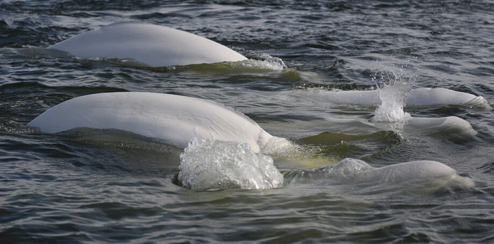 The Whale Sanctuary Project – Building North America's First Whale Sanctuary