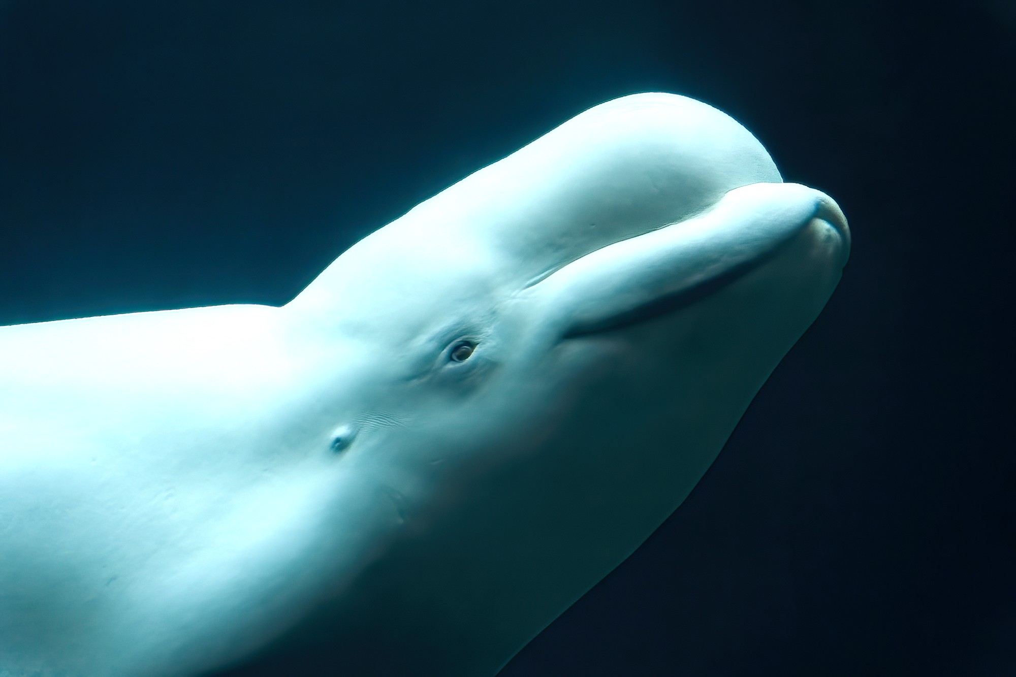 New Agreement Unites Mi'kmaw Chiefs and Whale Sanctuary Project on Marine Stewardship