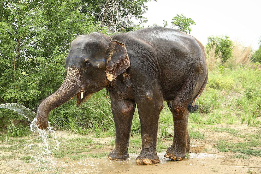 Wildlife SOS – Freedom for India's Bears & Elephants