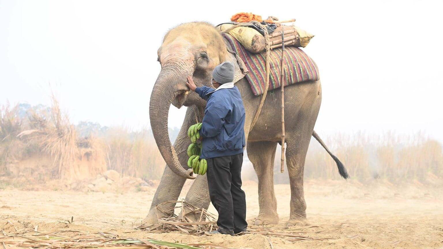 Rescued bears and elephants kept warm through the Indian winter