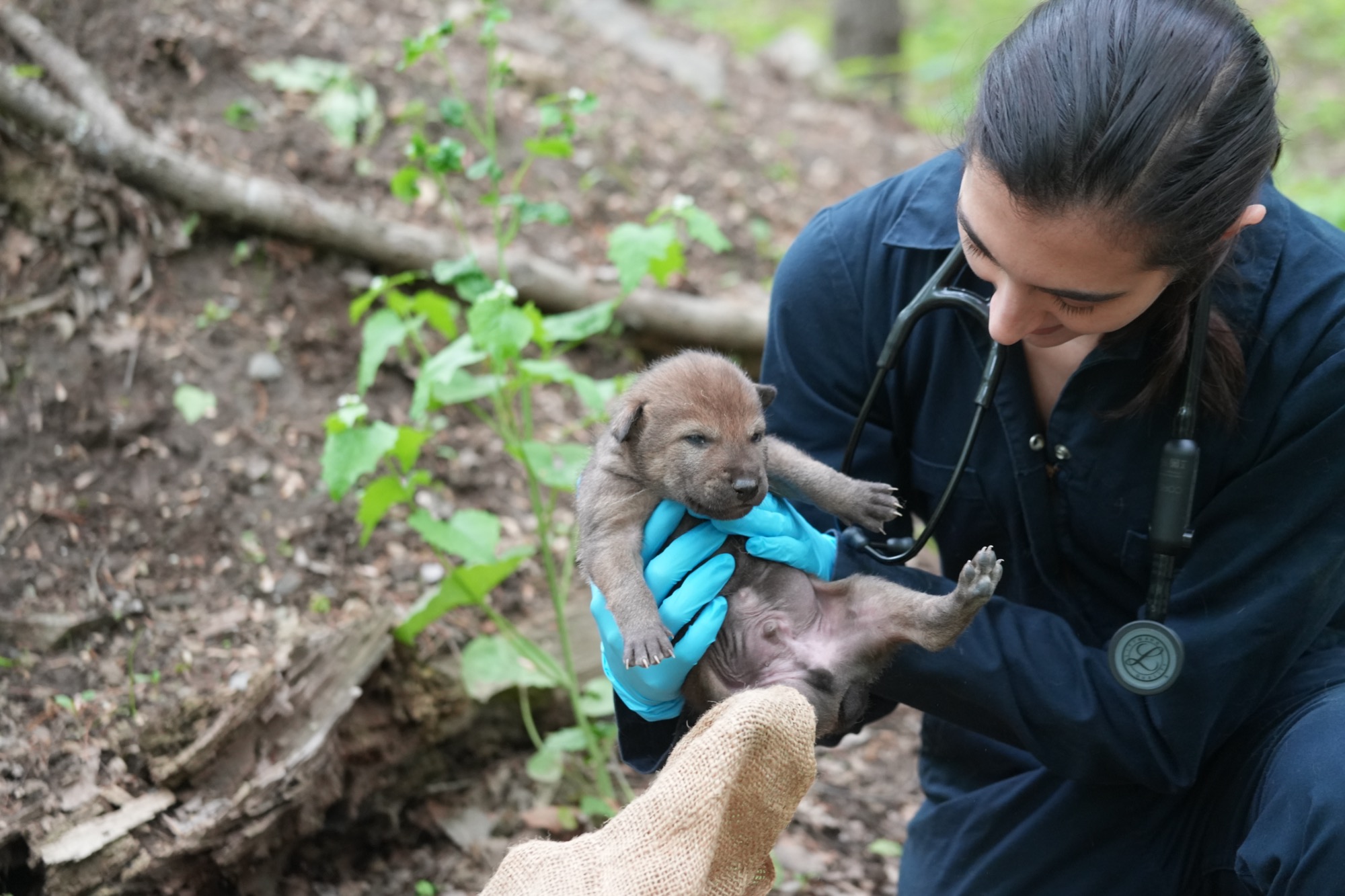Wolf Conservation Center – photo 3